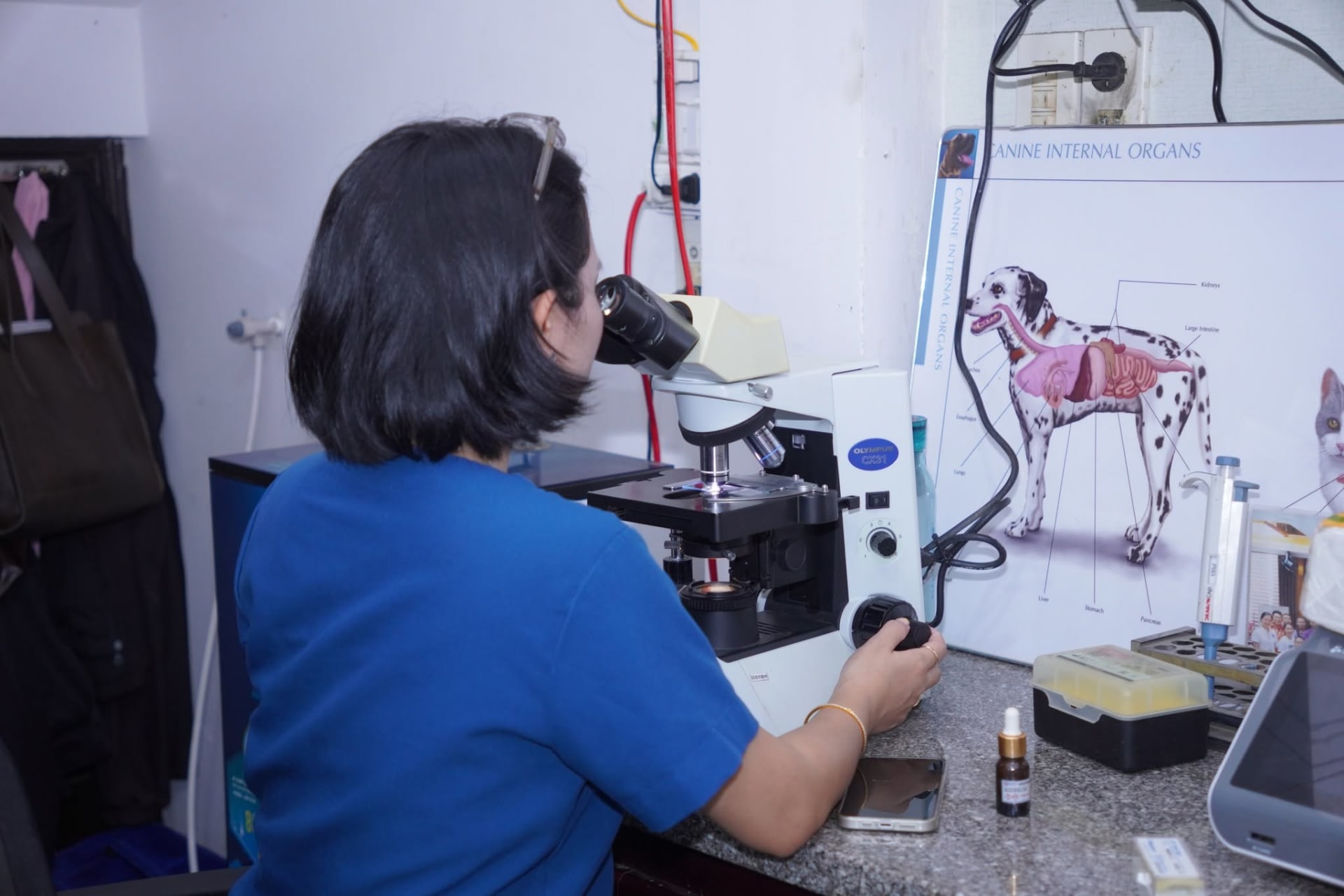 Ảnh bìa của bài viết Xét Nghiệm Máu Chó Mèo Tại Huế – Kiểm Tra Sức Khỏe Thú Cưng Tại MB VET