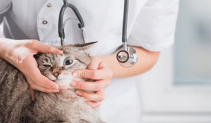 Ảnh bìa của bài viết Bật mí cách chữa mèo bị đau mắt nhanh khỏi nhất - MB VET