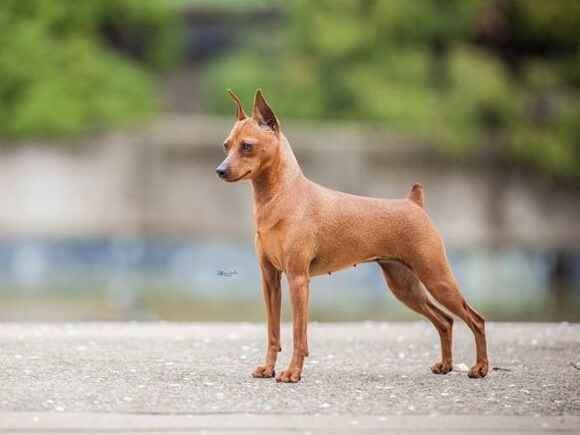 Ảnh bìa của bài viết Khi nào thì cắt đuôi chó con an toàn và hiệu quả