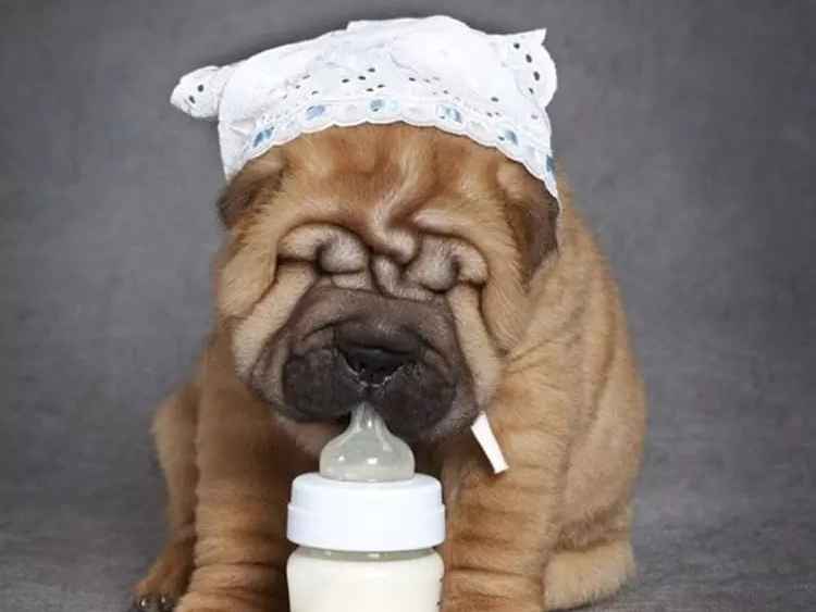Ảnh bìa của bài viết Chó Con Uống Sữa Gì? Top sữa cho chó con tốt nhất