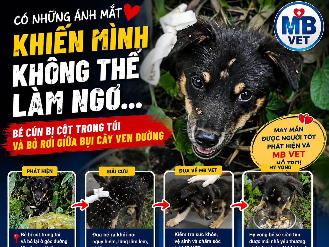 Ảnh bìa của bài viết Bé cún bị cột trong bao bỏ lại ven đường ở Kim Long, Huế được đưa về MB VET chăm sóc