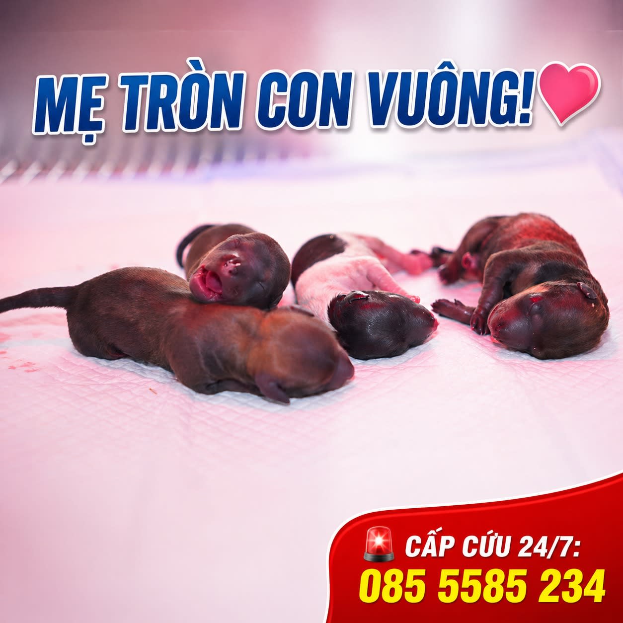 Ảnh bìa của bài viết CA MỔ ĐẺ KHẨN CẤP CHO CHÓ MẸ SUY KIỆT – HÀNH TRÌNH GIÀNH LẠI SỰ SỐNG CHO CẢ MẸ VÀ CON