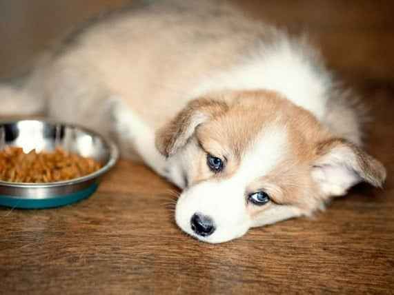 Ảnh bìa của bài viết LẦM TƯỞNG KHI CHO THÚ CƯNG ĂN THỨC ĂN NÓNG - MB VET