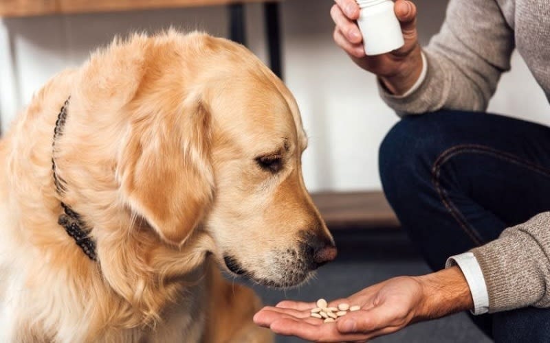 Ảnh bìa của bài viết Tẩy giun cho chó mèo: Khi nào, tại sao và cách thực hiện đúng