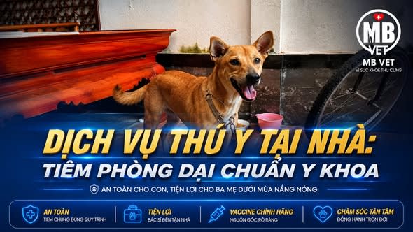 Ảnh bìa của bài viết KHÔNG NGẠI NẮNG NÓNG – MBVET ĐỒNG HÀNH TIÊM PHÒNG DẠI CHUẨN Y KHOA NGAY TẠI NHÀ BẠN! 