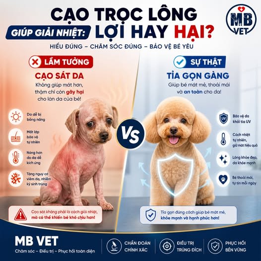 Ảnh bìa của bài viết Có Nên Cạo Lông Chó Mèo Mùa Hè? Sự Thật Khiến Nhiều Chủ Nuôi Bất Ngờ