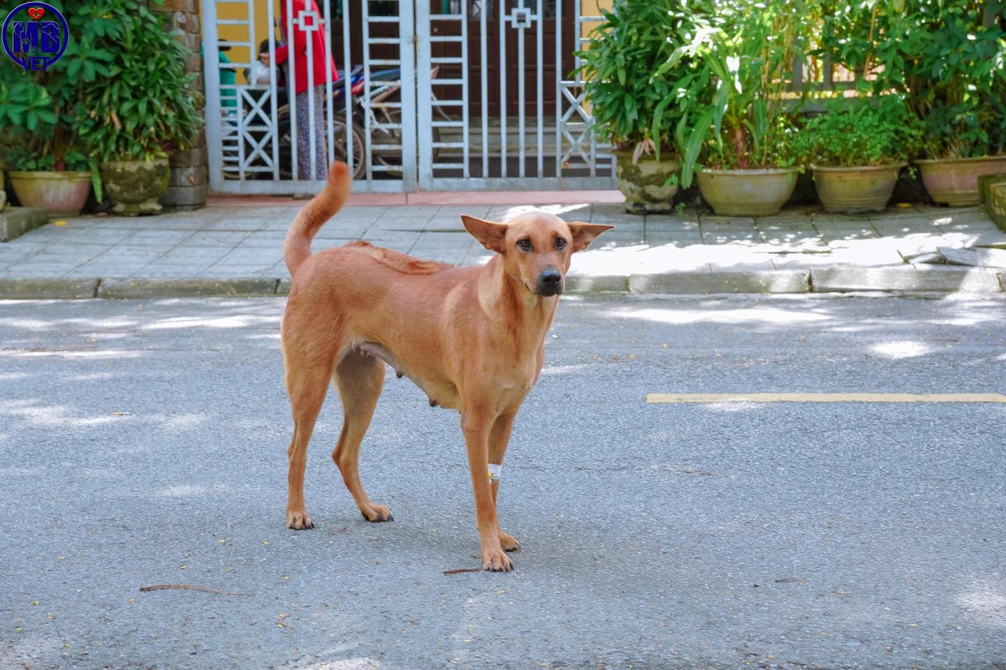 Ảnh bìa của bài viết Tiệm Thú Y Gần Đây Tại Huế - Tiêm  Phòng Bệnh Cho Chó Mèo Tại Huế