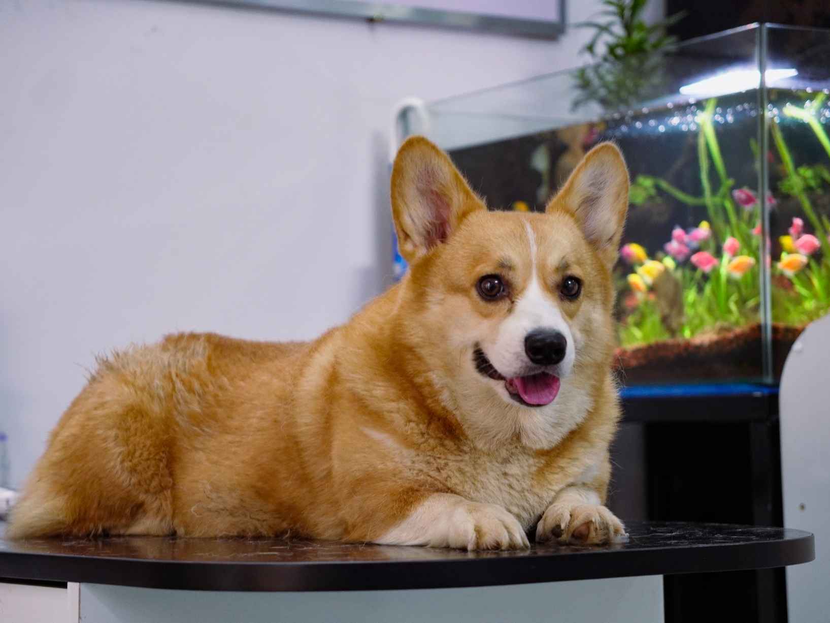 Ảnh bìa của bài viết Triệt sản cho chó cái ở Huế – Lợi ích và địa chỉ uy tín MB Vet