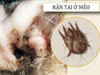 Ảnh bìa của bài viết Dấu hiệu mèo bị rận tai và phương pháp điều trị hiệu quả Tại Huế
