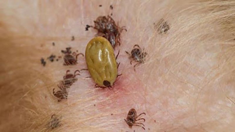 Ảnh bìa của bài viết Ve rận ở chó mèo: Nguyên nhân, dấu hiệu, cách xử lý và phòng ngừa hiệu quả