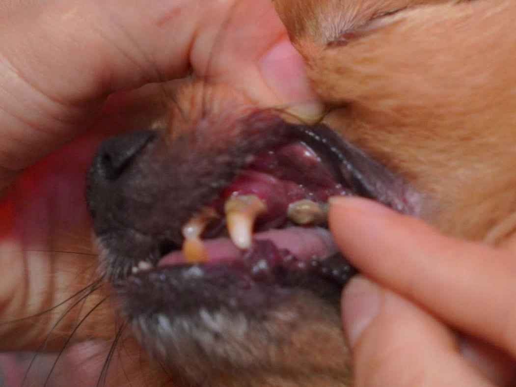 Ảnh bìa của bài viết Các vấn đề răng miệng thường gặp trên chó mèo