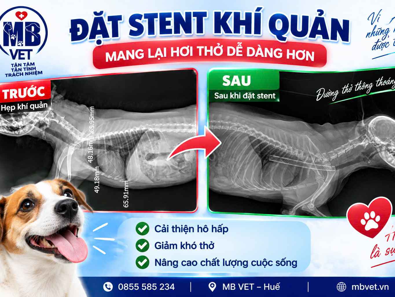 Thumbnail của ĐẶT STENT THÚ Y TẠI HUẾ, MIỀN TRUNG – GIẢI PHÁP CAN THIỆP CHO THÚ CƯNG