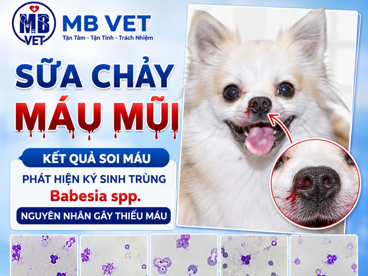Thumbnail của Bé Sữa chảy máu mũi – Soi máu phát hiện ký sinh trùng Babesia spp.