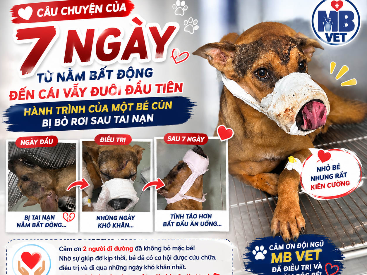 Thumbnail của 7 ngày từ nằm bất động đến cái vẫy đuôi đầu tiên – Câu chuyện của một bé cún bị bỏ rơi