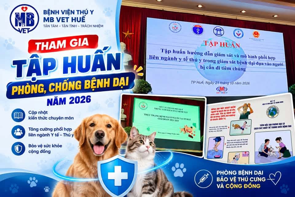 Thumbnail của MBVet tham gia tập huấn phối hợp liên ngành trong giám sát bệnh dại tại Huế: Chung tay bảo vệ sức khỏe cộng đồng