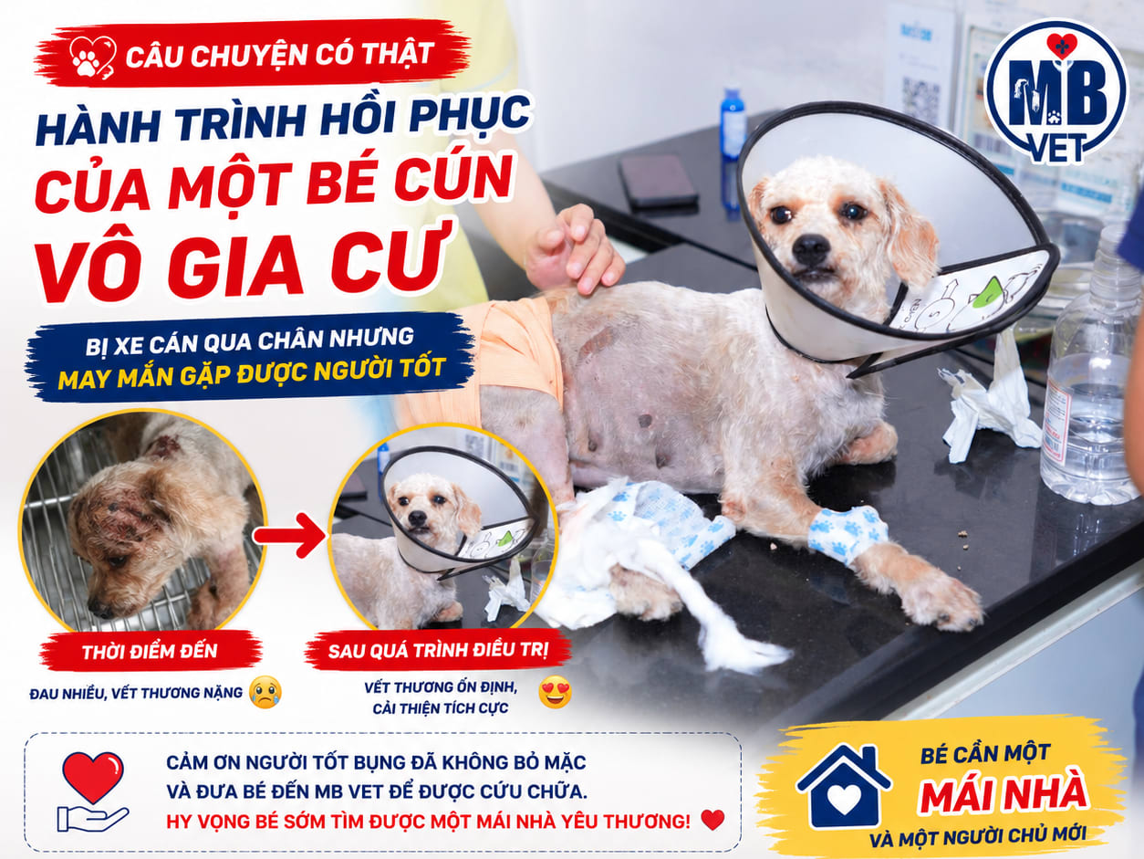 Thumbnail của Bé cún vô gia cư bị xe cán qua chân: Hành trình hồi phục sau khi được người tốt cứu giúp
