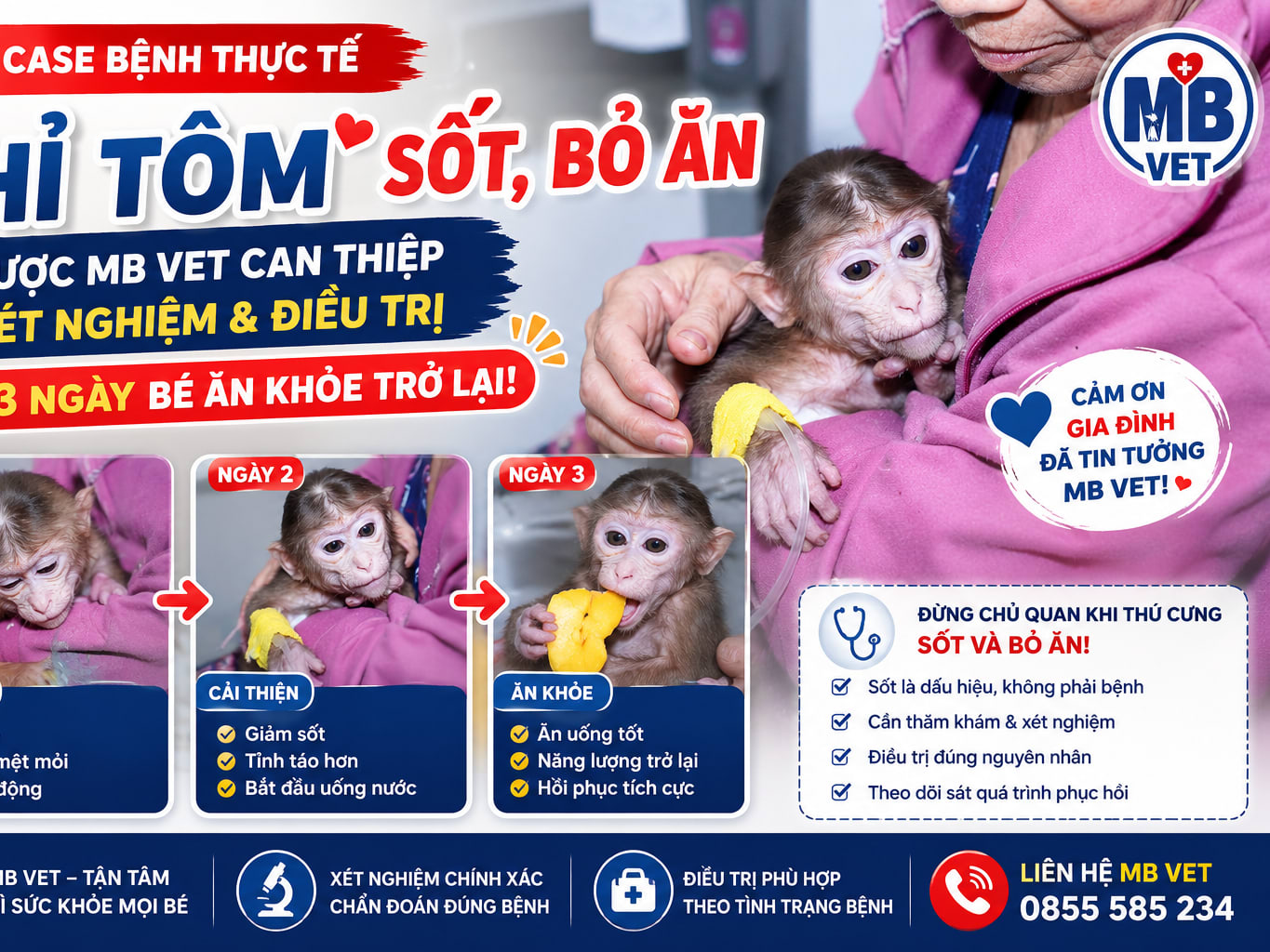 Thumbnail của Khỉ Tôm sốt, bỏ ăn: Sau 3 ngày xét nghiệm và điều trị tại MB VET, bé đã ăn khỏe trở lại