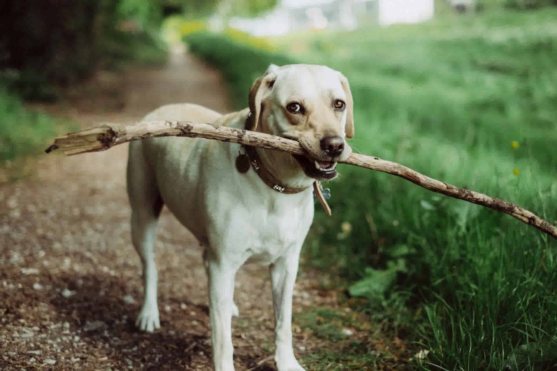 a dog with stick