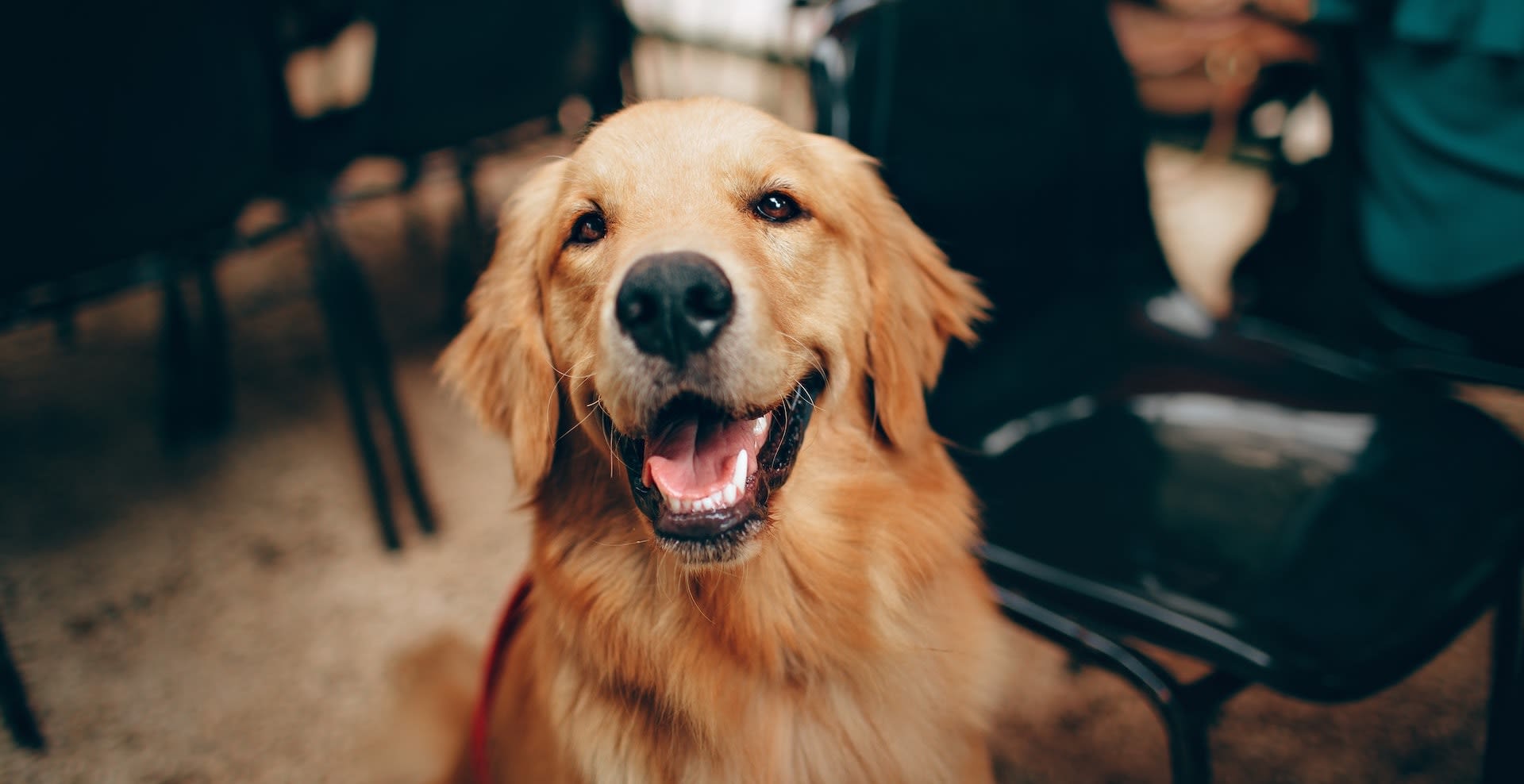Pets Welcome
