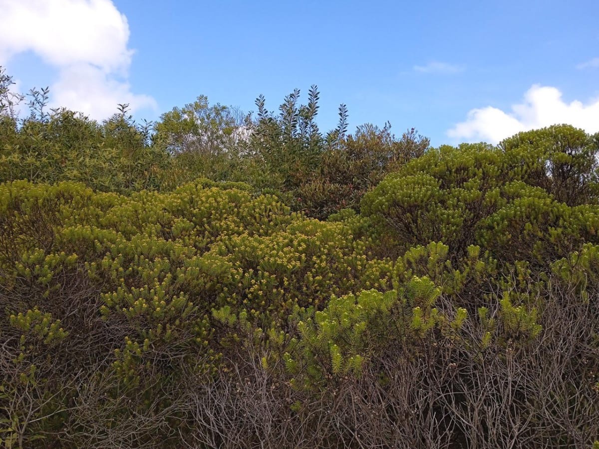 Defensores del Proyecto de Detalle de Guazuvirá se oponen a la viabilidad otorgada por la Intendencia de Canelones (IC) a RUNTUNA S.A.