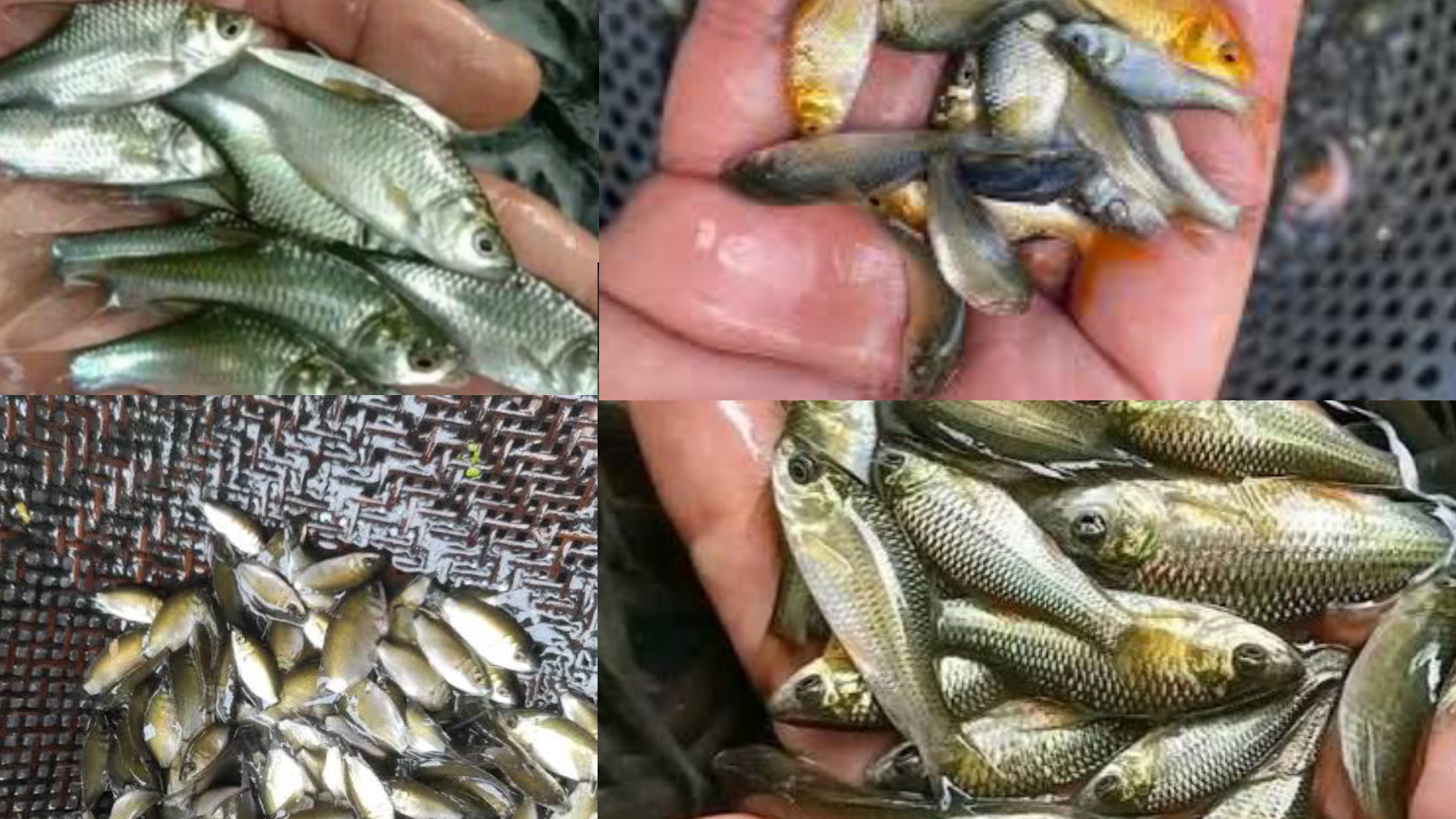 JUAL BIBIT IKAN MAS, TAWES, TAMBAK & NILEM BERKUALITAS DI CIAMIS – SIAP TEBAR & HARGA TERJANGKAU