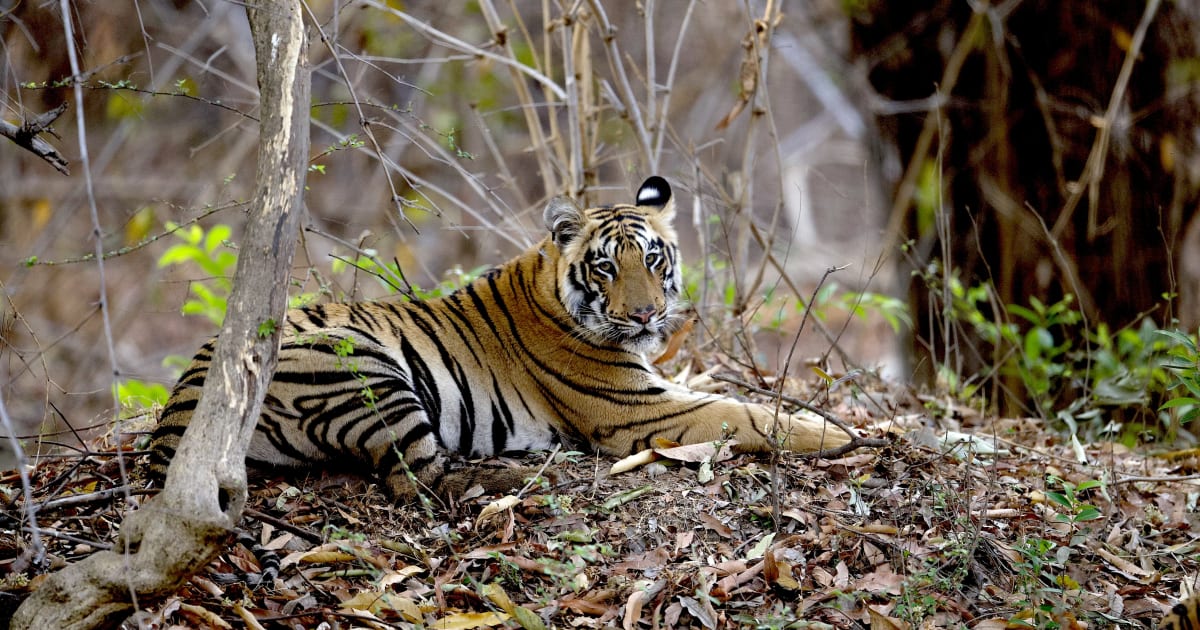Majestic nature in Tadoba National Park - experience it at Limban Resort