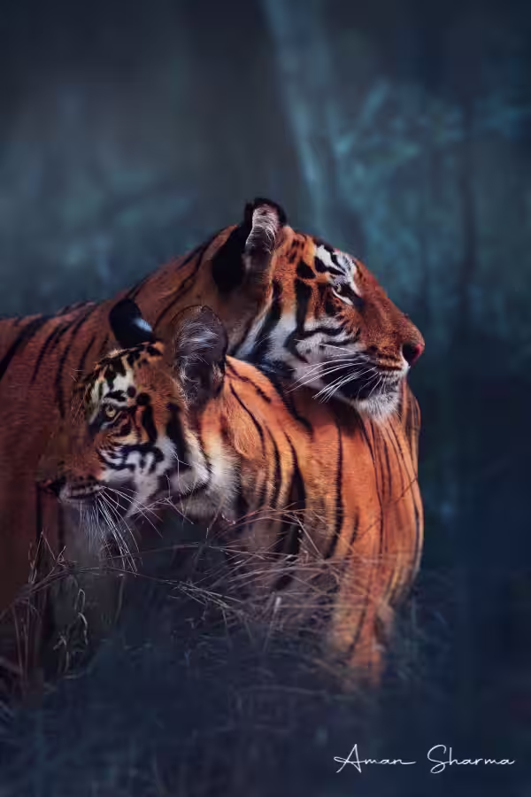 Two Bengal tigers resting together in soft early-morning light at Tadoba Andhari Tiger Reserve.