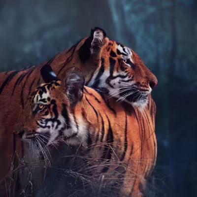 Two Bengal tigers resting together in soft early-morning light at Tadoba Andhari Tiger Reserve.