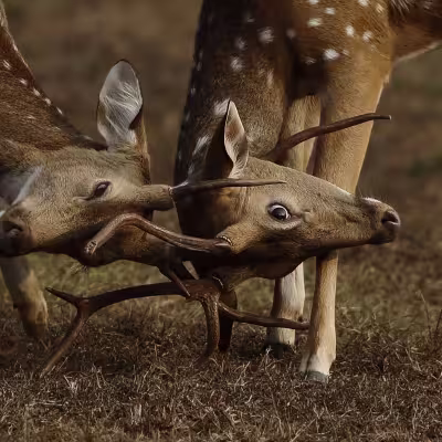 Two spotted deer (chital) locking antlers in Tadoba's forest grassland.