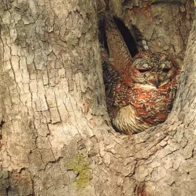 Spotted owlet tucked into a tree hollow, resting in Tadoba Tiger Reserve.