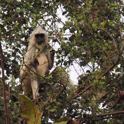 Grey langur sitting high in a tree, watching the forest near Limban Resort, Tadoba.