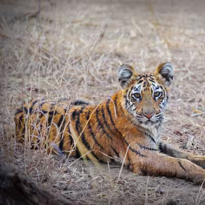 Young tiger cub lying down in pale grass, looking relaxed and curious, Tadoba Tiger Reserve.