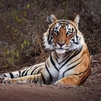 Adult Bengal tiger resting on the forest floor, gazing directly into the camera at Tadoba.
