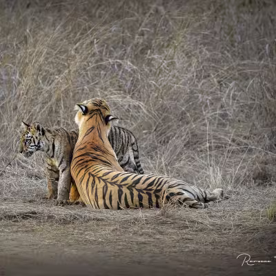 Tiger mother grooming her cub while resting in dry grassland, Tadoba Andhari Tiger Reserve.