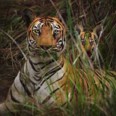 A Bengal tigress and cub resting together, both calmly watching the camera, Tadoba.