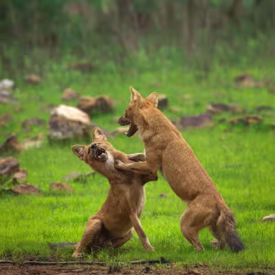 Two Indian wild dogs (dholes) play-fighting on the forest floor in Tadoba Tiger Reserve.