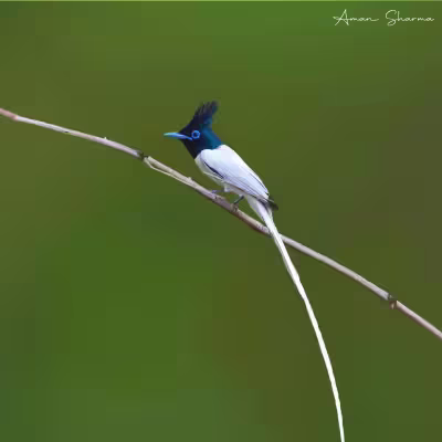 Indian Paradise Flycatcher with long white tail streamers perched above the forest canopy, Tadoba.