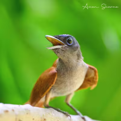 Colourful forest bird perched on a branch in Tadoba Andhari Tiger Reserve, guest photograph.