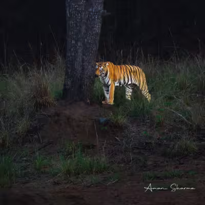 Bengal tiger photographed at night beside a tree in Tadoba Tiger Reserve