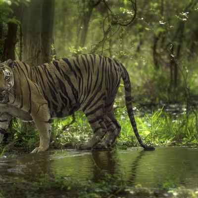 Close-up portrait of a Bengal tiger in dappled forest light, Tadoba — guest photograph.