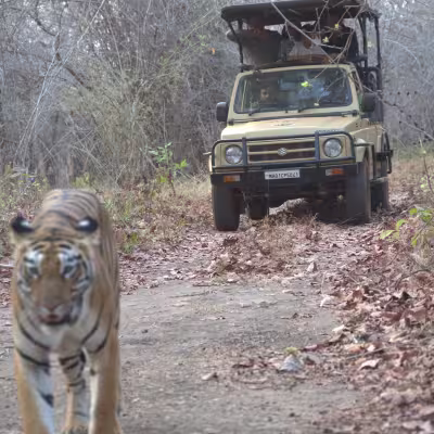 Close encounter with a tiger crossing the road in front of a safari jeep