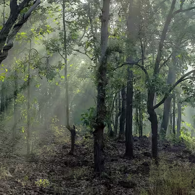 Misty morning forest landscape in Tadoba National Park