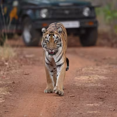Majestic Bengal tiger walking head-on towards the camera on a red dirt track. A safari jeep is visible in the background.