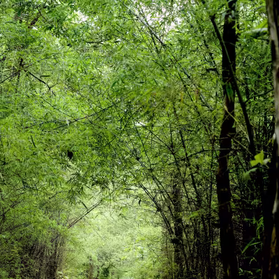 Green tunnel of trees forming a natural archway over the safari track