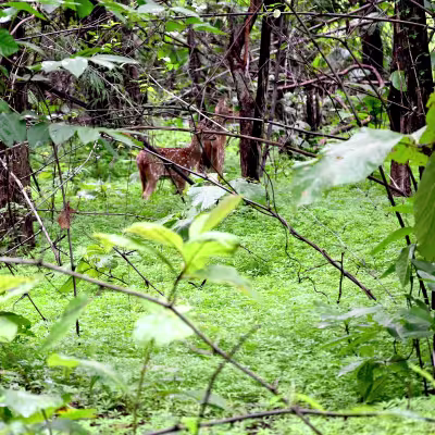 Lush green forest vegetation in Tadoba National Park