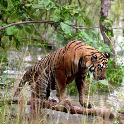 Tiger walking through the dense green forest undergrowth