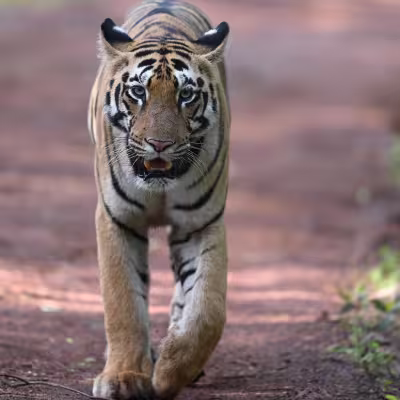 Tiger walking directly towards the camera on a forest path