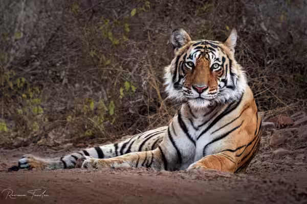 Tadoba vs Ranthambore — Choosing your first Indian tiger safari