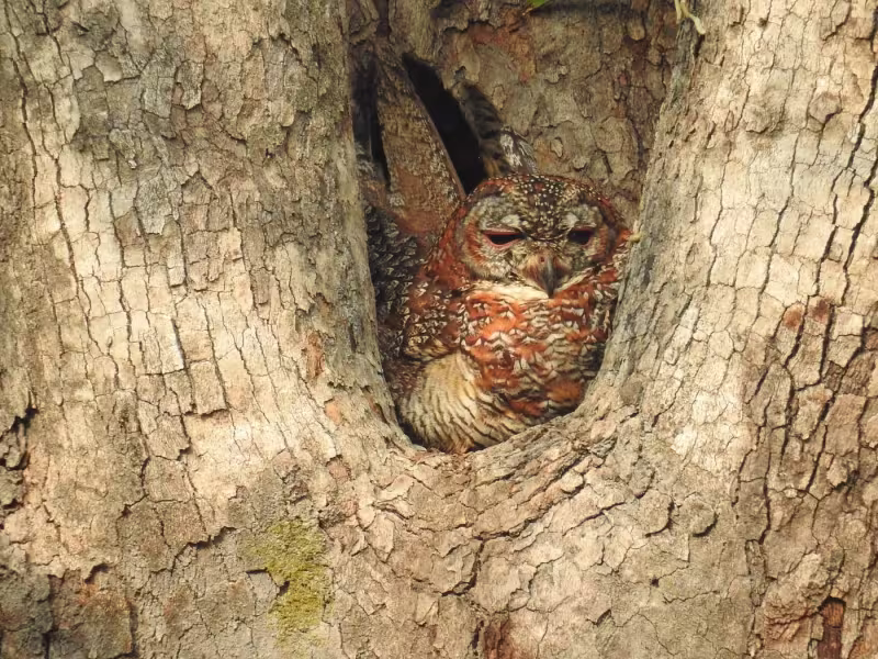 Spotted owlet tucked into a tree hollow, resting in Tadoba Tiger Reserve.