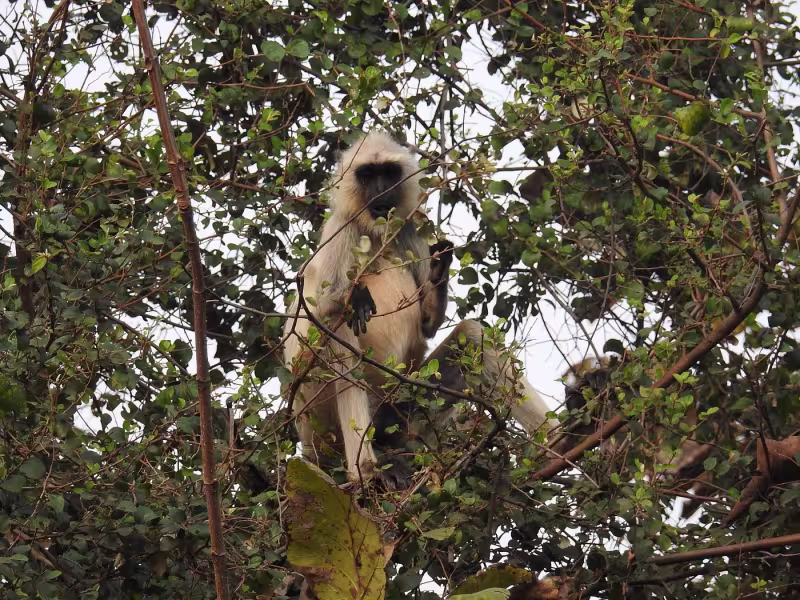 Grey langur sitting high in a tree, watching the forest near Limban Resort, Tadoba.